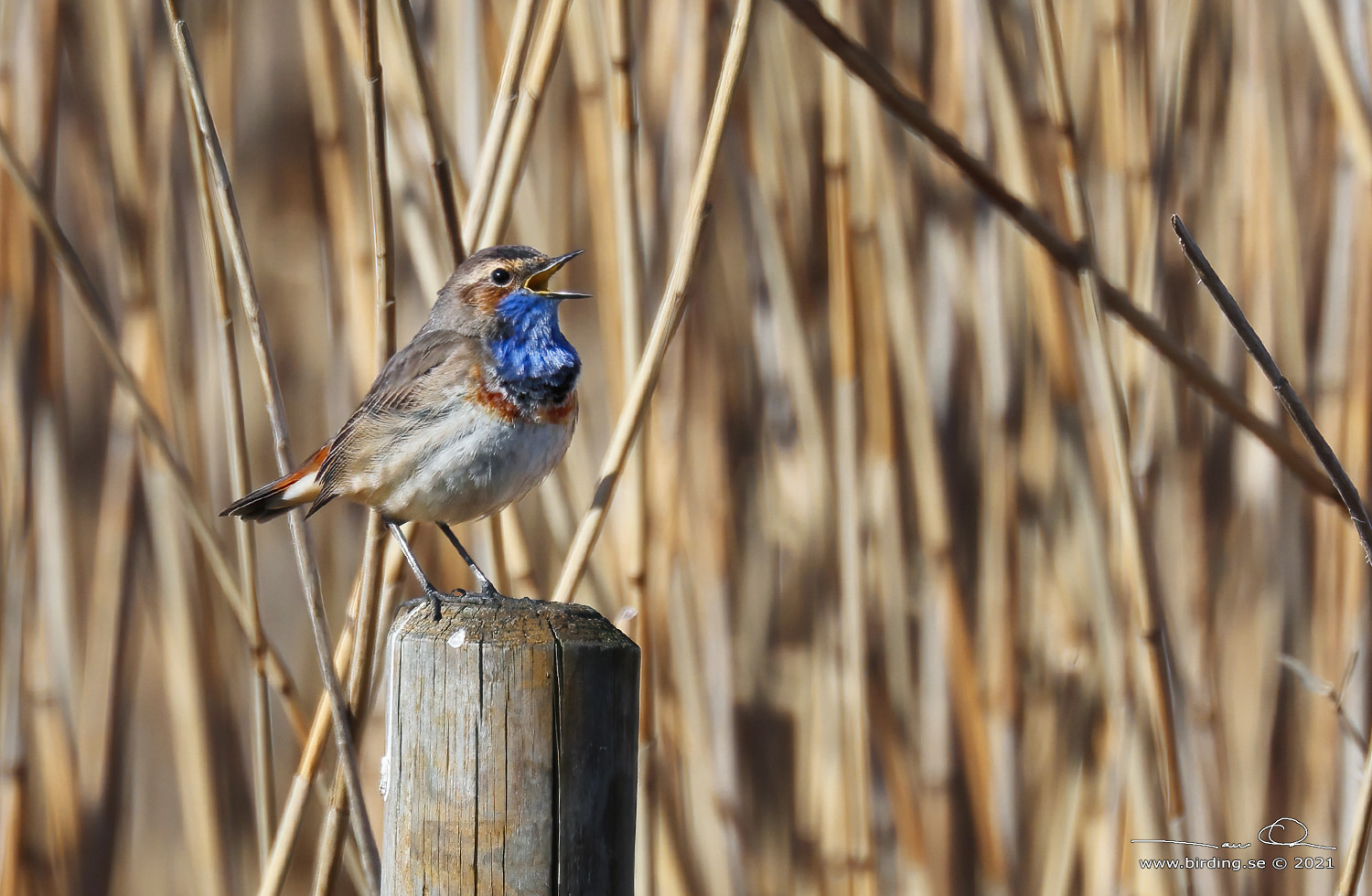 BLHAKE / BLUEHROAT (Luscinia suecia) - Stng / Close