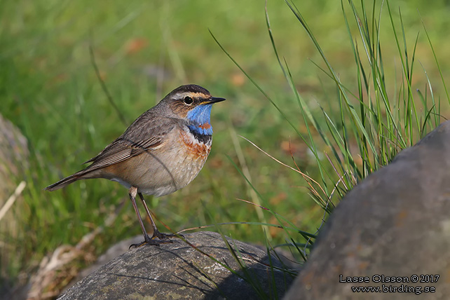 BLÅHAKE / BLUEHROAT (Luscinia suecia) - stor bild / full size