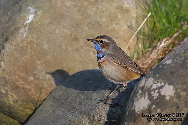 BLÅHAKE / BLUEHROAT (Luscinia suecia) - stor bild / full size