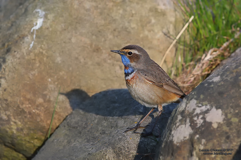 BLHAKE / BLUEHROAT (Luscinia suecia) - Stng / Close