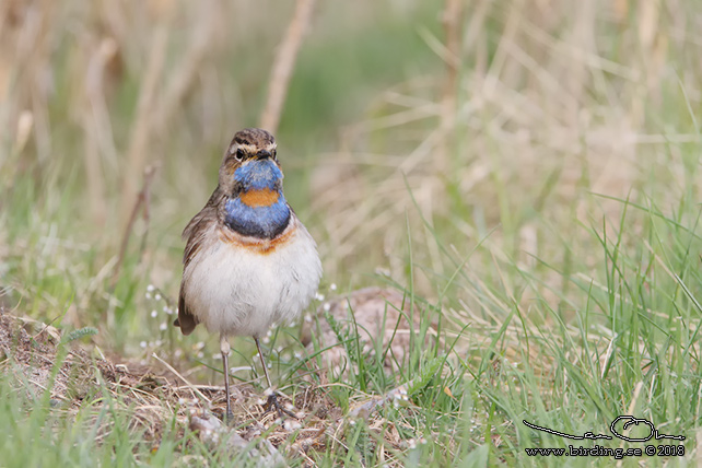 BLÅHAKE / BLUEHROAT (Luscinia suecia) - stor bild / full size