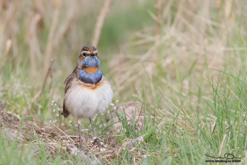 BLHAKE / BLUEHROAT (Luscinia suecia) - Stng / Close