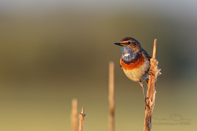 BLÅHAKE / BLUEHROAT (Luscinia suecia) - stor bild / full size