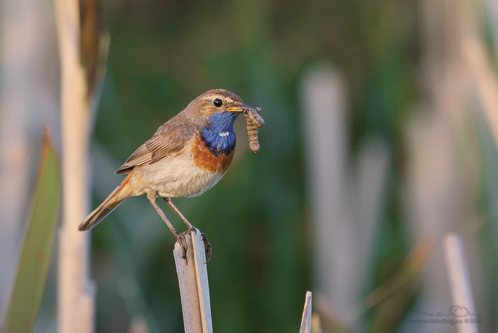 BLHAKE / BLUEHROAT (Luscinia suecia) - Stng / Close