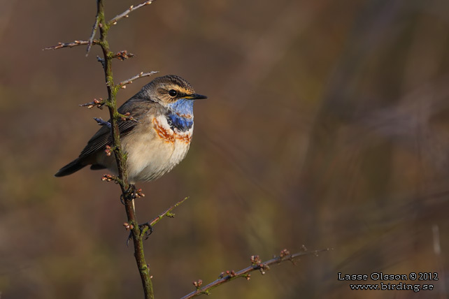 BLÅHAKE / BLUEHROAT (Luscinia suecia) - stor bild / full size