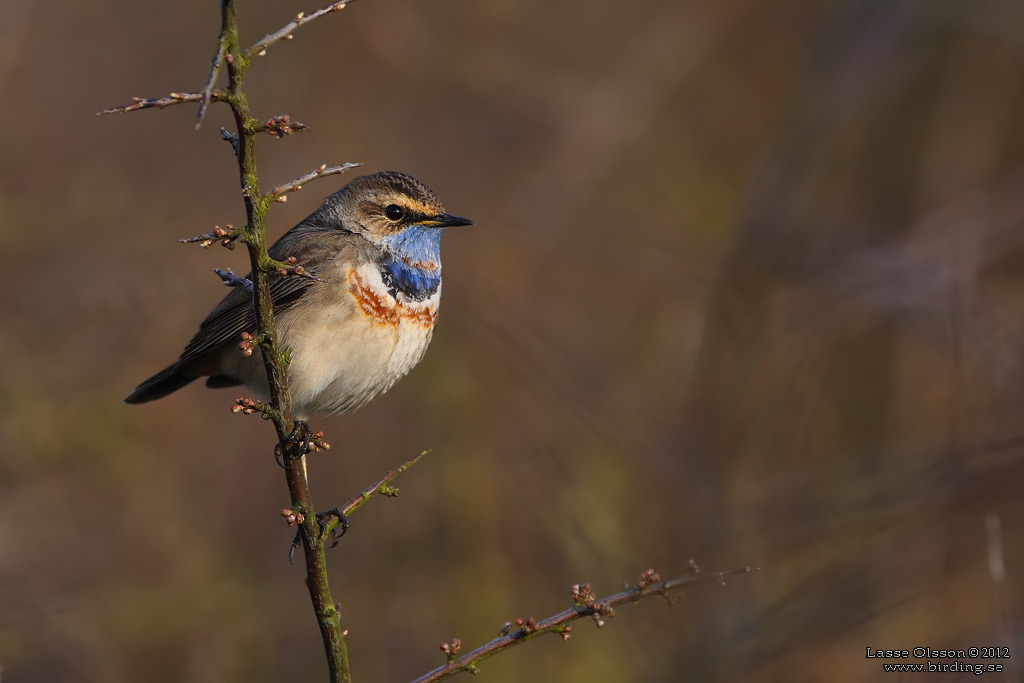 BLHAKE / BLUEHROAT (Luscinia suecia) - Stng / Close