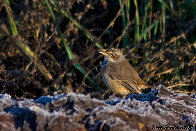 BLHAKE / BLUEHROAT (Luscinia suecia) - stor bild / full size