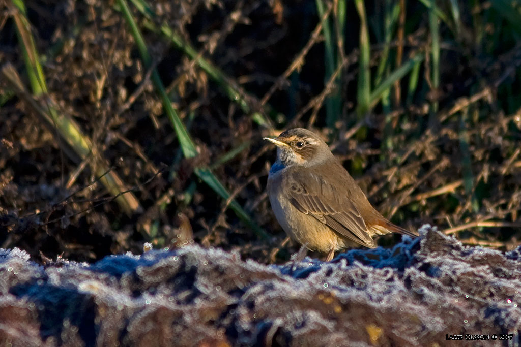 BLHAKE / BLUEHROAT (Luscinia suecia) - Stng / Close