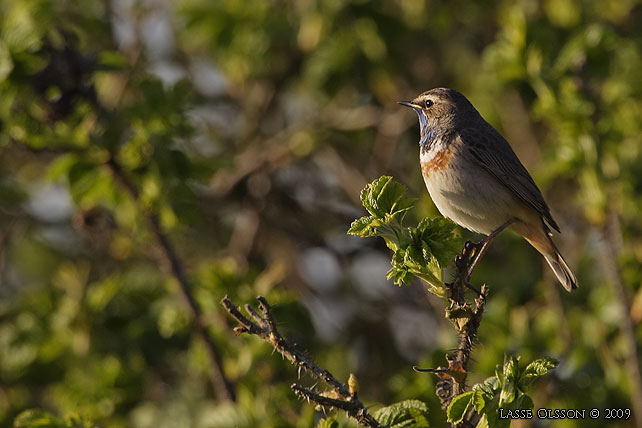 BLHAKE / BLUEHROAT (Luscinia suecia) - stor bild / full size