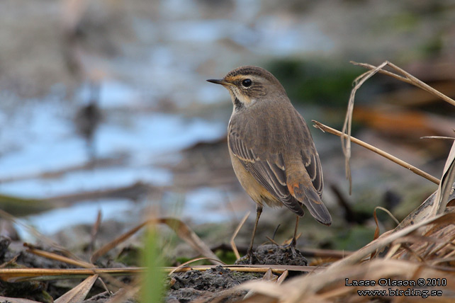 BLHAKE / BLUEHROAT (Luscinia suecia) - stor bild / full size