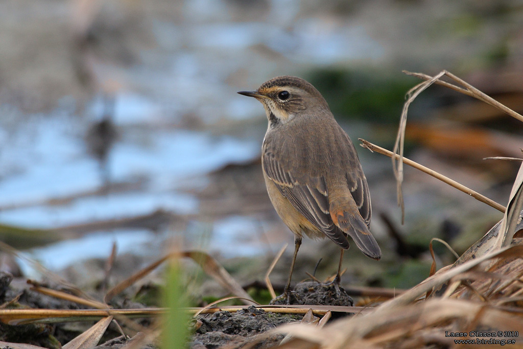 BLHAKE / BLUEHROAT (Luscinia suecia) - Stng / Close