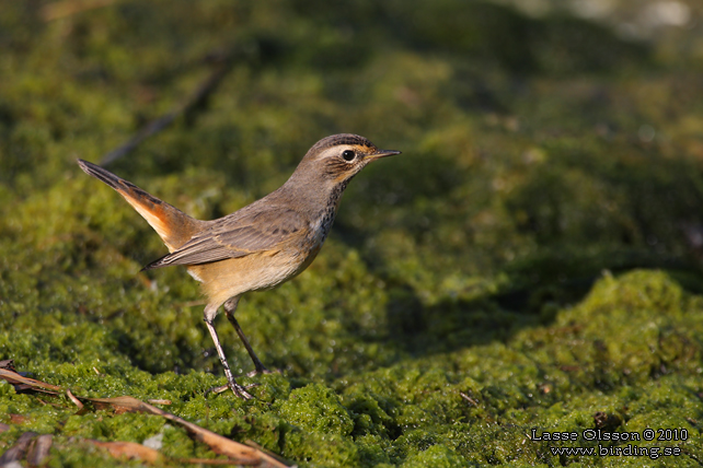 BLHAKE / BLUEHROAT (Luscinia suecia) - stor bild / full size