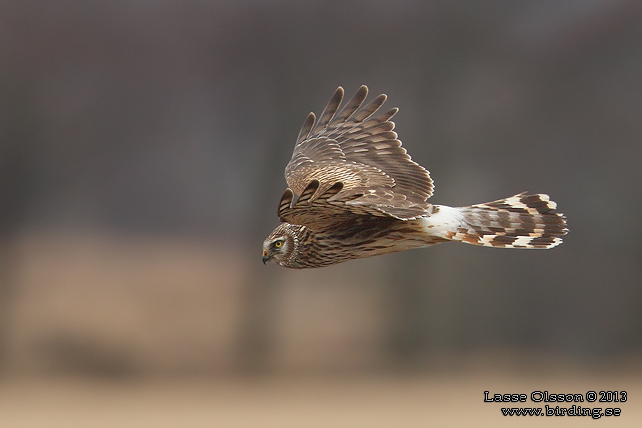 BLÅ KÄRRHÖK / HEN HARRIER (Circus cyaneus) - stor bild / full size