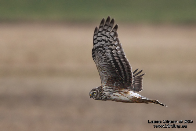 BLÅ KÄRRHÖK / HEN HARRIER (Circus cyaneus) - stor bild / full size