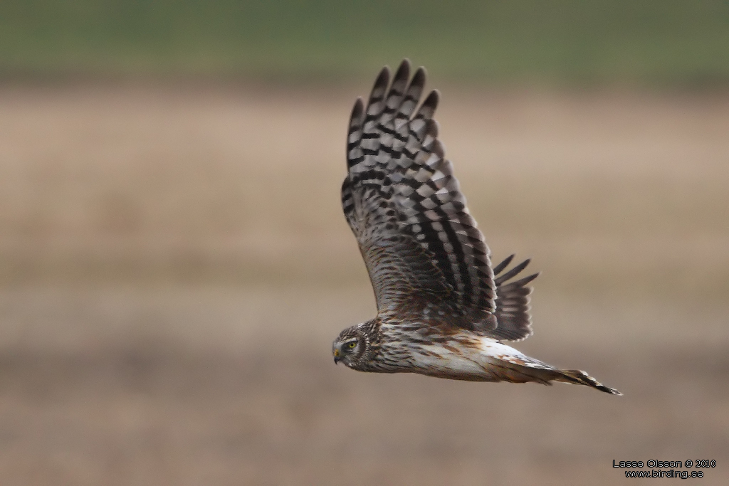 BL KRRHK / HEN HARRIER (Circus cyaneus) - Stng / Close