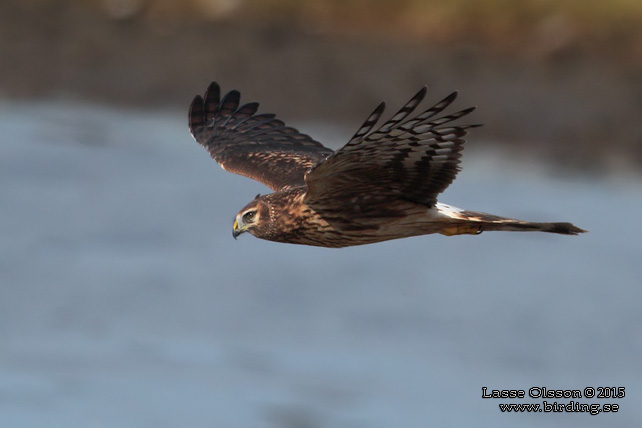 BLÅ KÄRRHÖK / HEN HARRIER (Circus cyaneus) - stor bild / full size