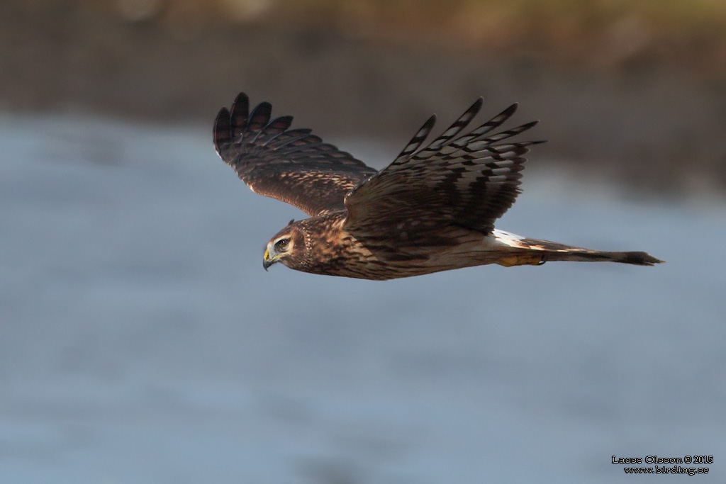 BL KRRHK / HEN HARRIER (Circus cyaneus) - Stng / Close