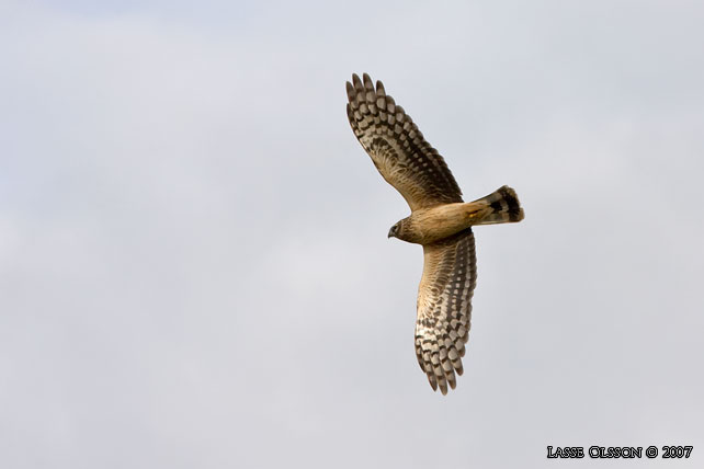 BL KRRHK / HEN HARRIER (Circus cyaneus) - stor bild / full size