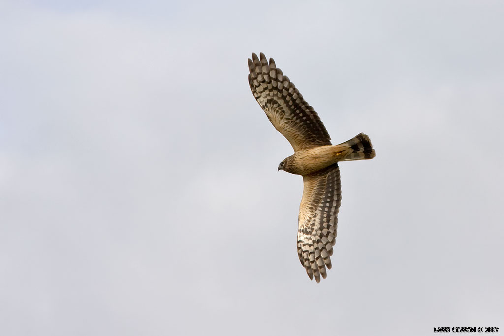 BL KRRHK / HEN HARRIER (Circus cyaneus) - Stng / Close