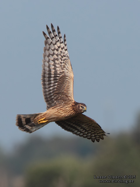 BLÅ KÄRRHÖK / HEN HARRIER (Circus cyaneus) - stor bild / full size