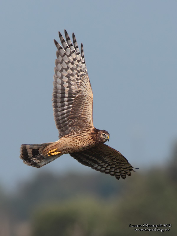 BL KRRHK / HEN HARRIER (Circus cyaneus) - Stng / Close