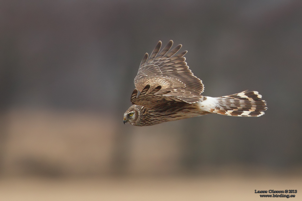 BL KRRHK / HEN HARRIER (Circus cyaneus) - Stng / Close