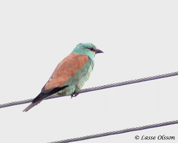 BLKRKA / EUROPEAN ROLLER (Coracias garrulus)