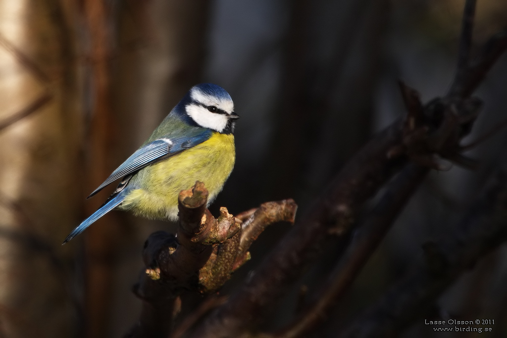 BLMES / EURASIAN BLUE TIT (Cyanistes caeruleus) - Stng / Close