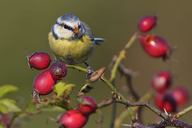 BLMES / EURASIAN BLUE TIT (Cyanistes caeruleus) - stor bild / fullsize