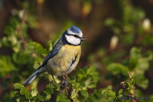 BLMES / EURASIAN BLUE TIT (Cyanistes caeruleus) - stor bild / fullsize