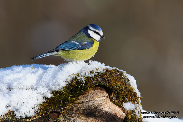 BLÅMES / EURASIAN BLUE TIT (Cyanistes caeruleus) - stor bild / fullsize