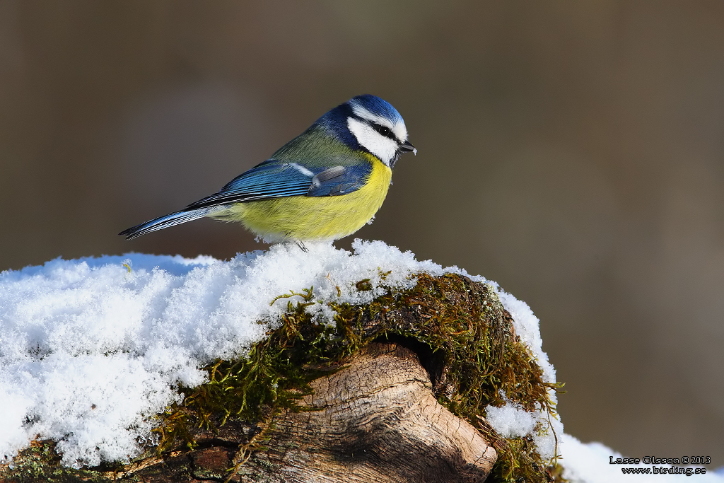 BLMES / EURASIAN BLUE TIT (Cyanistes caeruleus) - Stng / Close