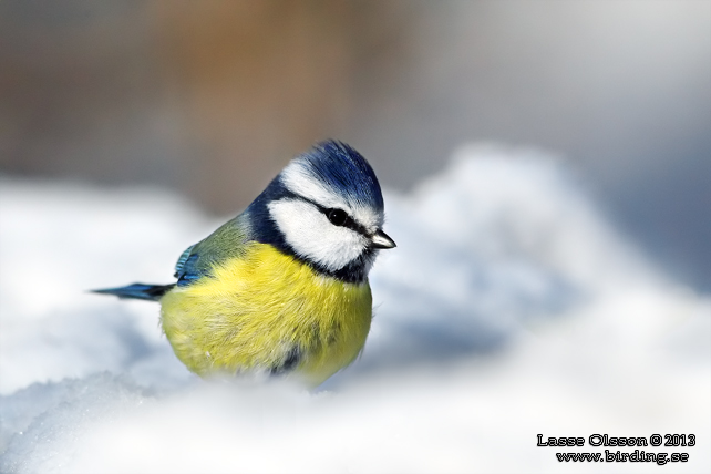 BLÅMES / EURASIAN BLUE TIT (Cyanistes caeruleus) - stor bild / fullsize