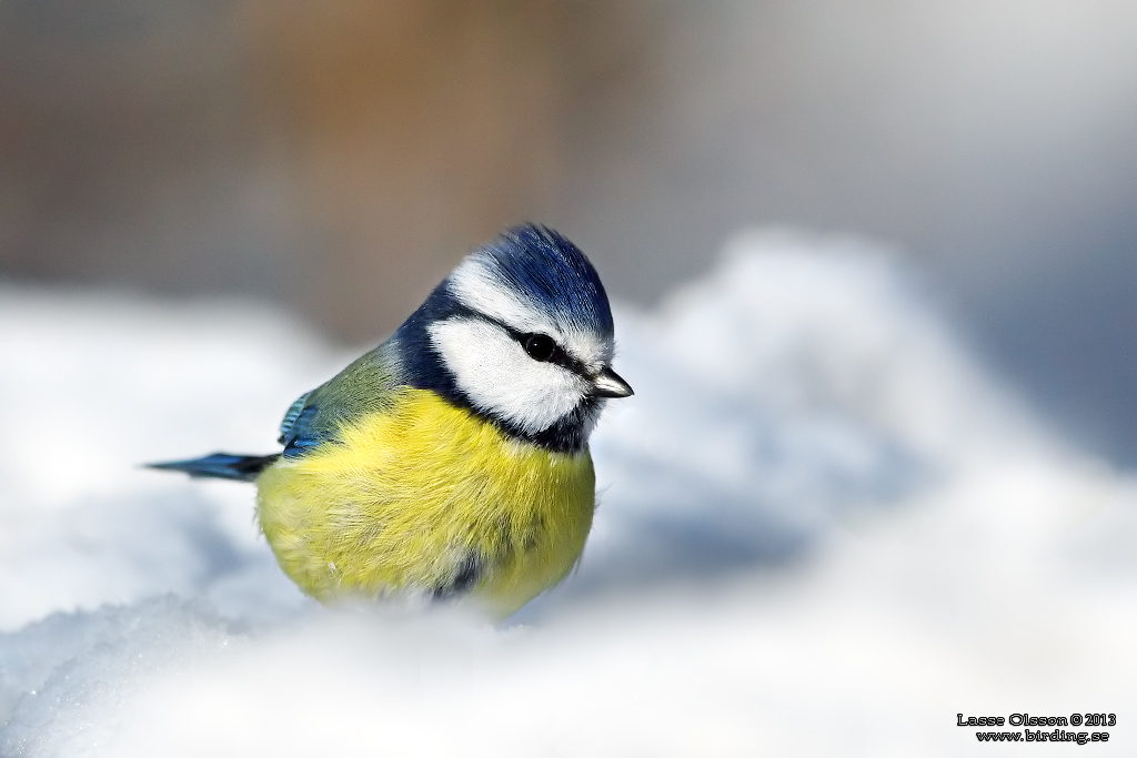 BLMES / EURASIAN BLUE TIT (Cyanistes caeruleus) - Stng / Close