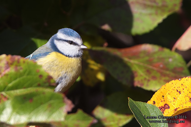 BLÅMES / EURASIAN BLUE TIT (Cyanistes caeruleus) - stor bild / fullsize