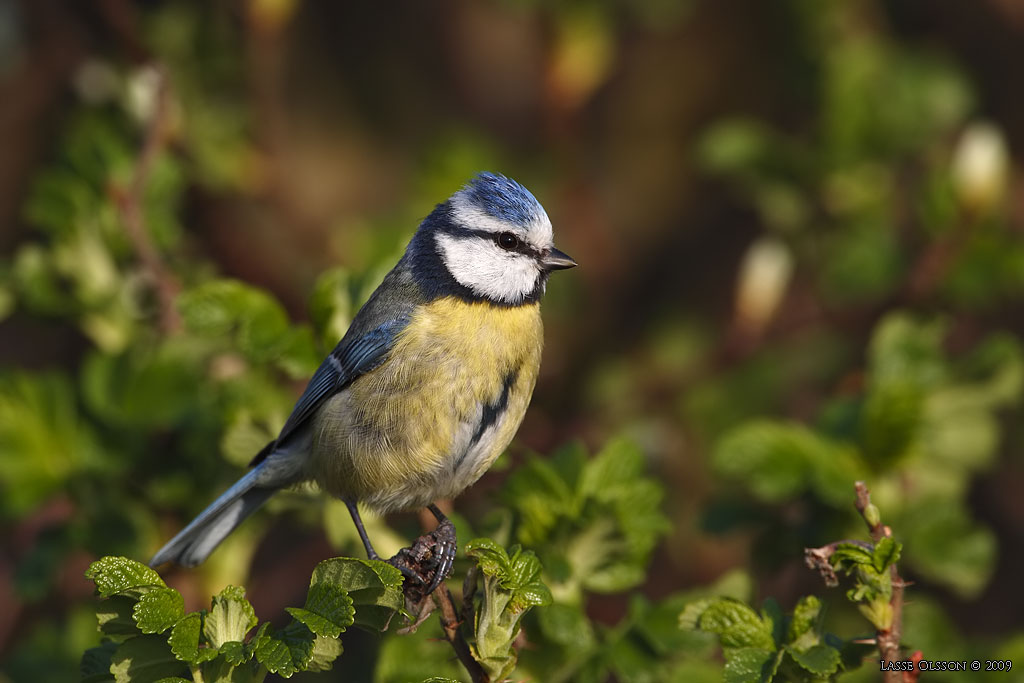 BLMES / EURASIAN BLUE TIT (Cyanistes caeruleus) - Stng / Close