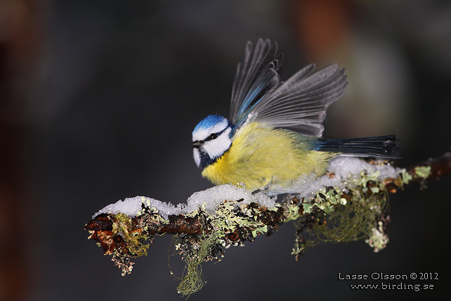 BLÅMES / EURASIAN BLUE TIT (Cyanistes caeruleus) - stor bild / fullsize