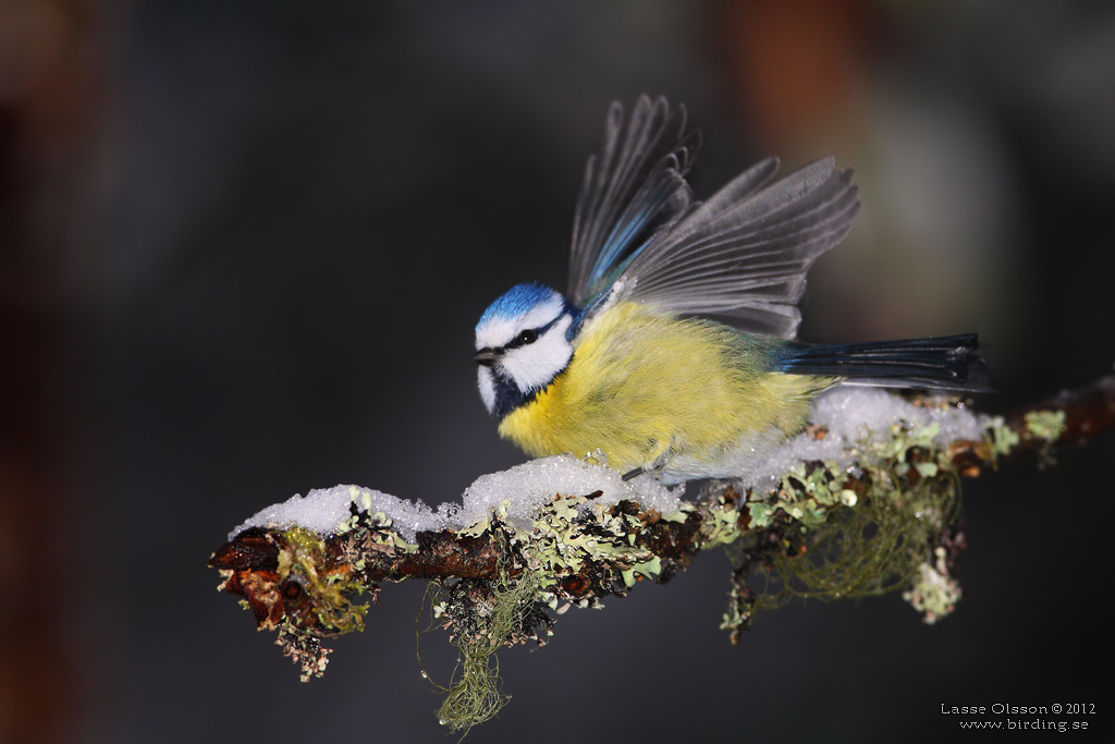 BLMES / EURASIAN BLUE TIT (Cyanistes caeruleus) - Stng / Close