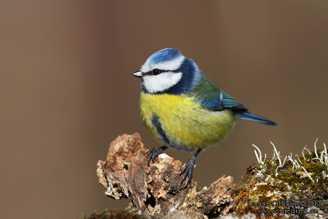 BLÅMES / EURASIAN BLUE TIT (Cyanistes caeruleus) - stor bild / fullsize