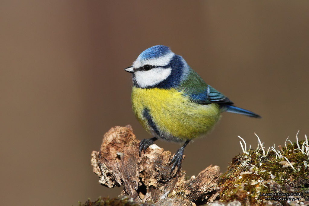 BLMES / EURASIAN BLUE TIT (Cyanistes caeruleus) - Stng / Close