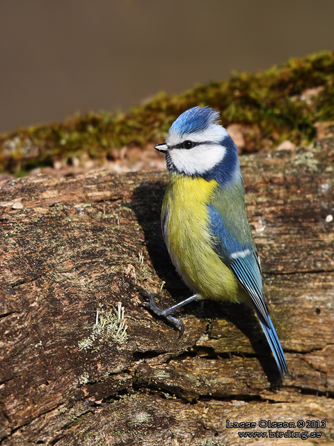 BLÅMES / EURASIAN BLUE TIT (Cyanistes caeruleus) - stor bild / fullsize