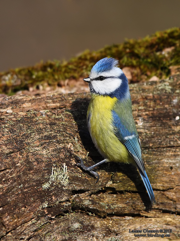 BLMES / EURASIAN BLUE TIT (Cyanistes caeruleus) - Stng / Close