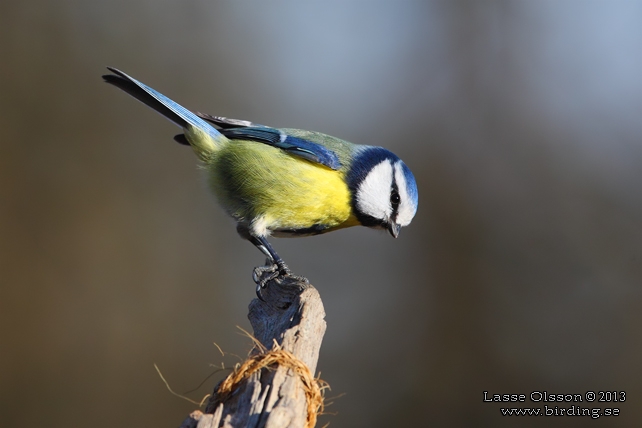 BLÅMES / EURASIAN BLUE TIT (Cyanistes caeruleus) - stor bild / fullsize