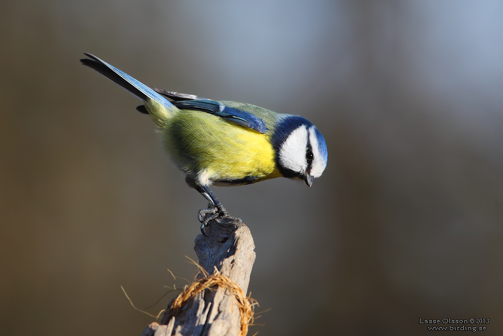 BLMES / EURASIAN BLUE TIT (Cyanistes caeruleus) - Stng / Close