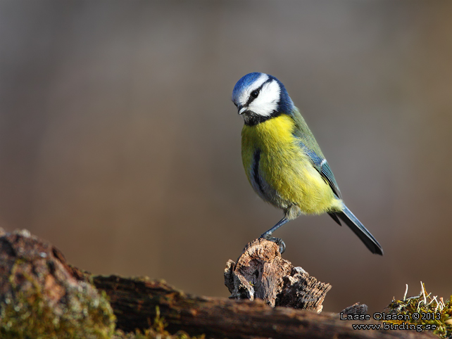 BLÅMES / EURASIAN BLUE TIT (Cyanistes caeruleus) - stor bild / fullsize