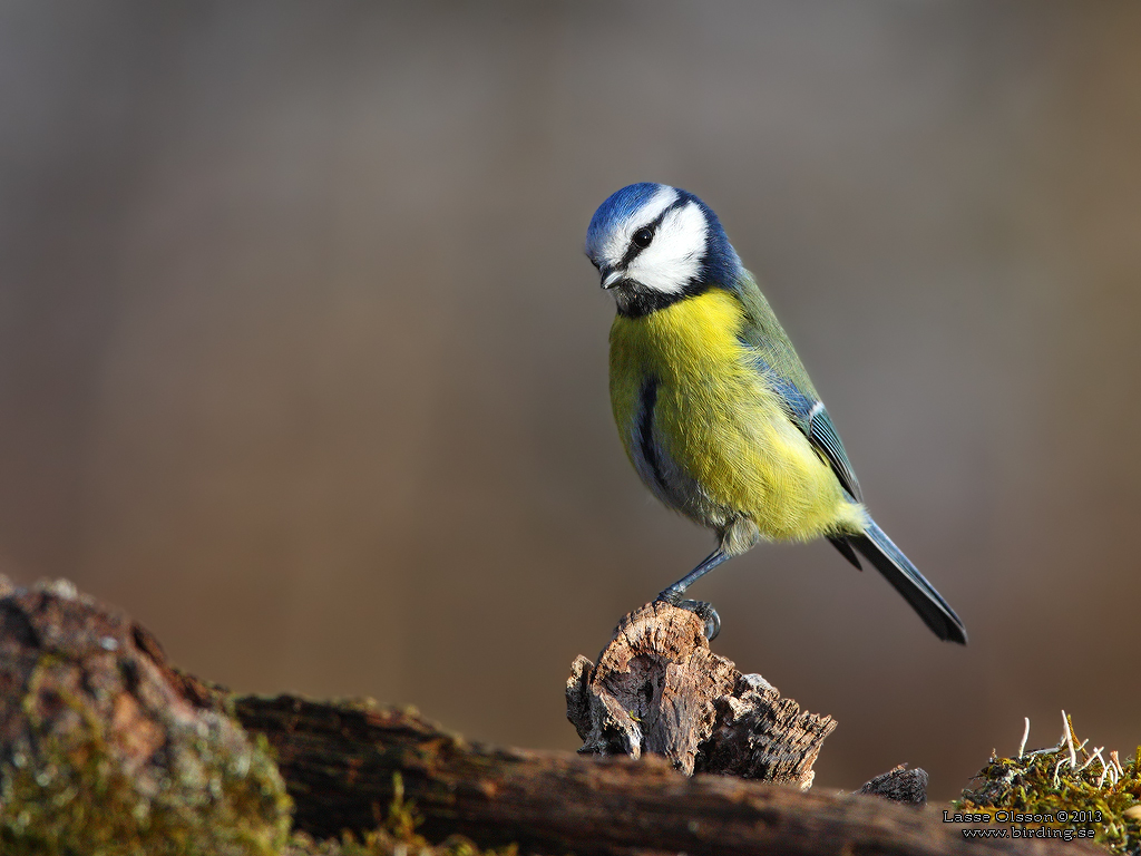 BLMES / EURASIAN BLUE TIT (Cyanistes caeruleus) - Stng / Close