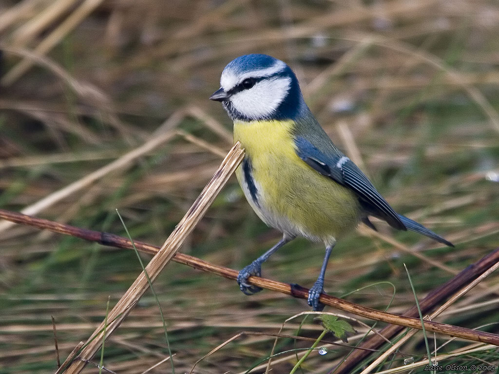 BLMES / EURASIAN BLUE TIT (Cyanistes caeruleus) - Stng / Close