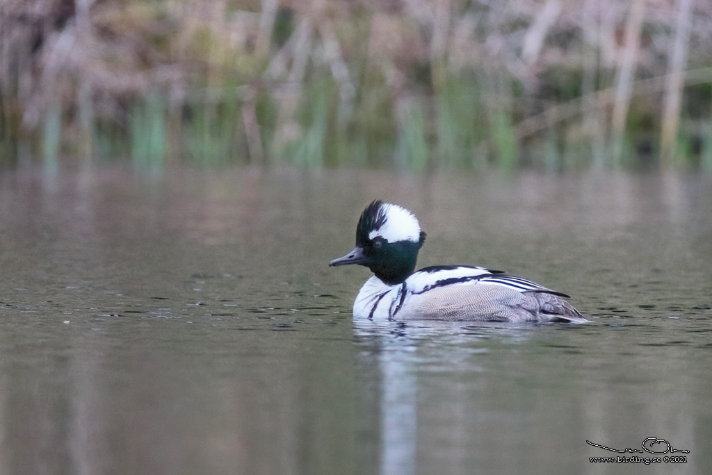 KAMSKRAKE-SALSKRAKE?/HOODED MERGANSER-SMEW? (Lophodytes cucullatus-Mergellus albellus?) - Stng / Close