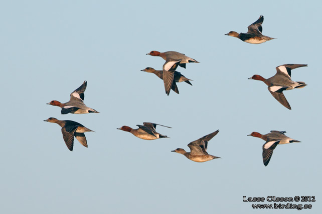 BLÄSAND / EURASIAN WIGEON (Mareca penelope) - stor bild / full size