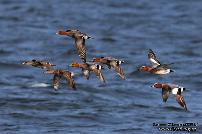 BLÄSAND / EURASIAN WIGEON (Mareca penelope) - stor bild / full size